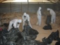 Tanzania: Bagging DDT 